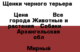 Щенки черного терьера › Цена ­ 35 000 - Все города Животные и растения » Собаки   . Архангельская обл.,Мирный г.